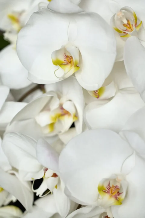 black tie venice elopement kelly fred